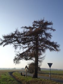Alte Lärche am Wegekreuzr.JPG
