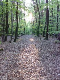 Weg des Lichts.jpg