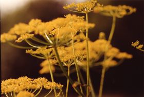 88Dolde im Licht (2).jpg