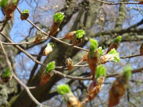 Frühling.JPG