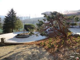 Juniperus chinensis .JPG